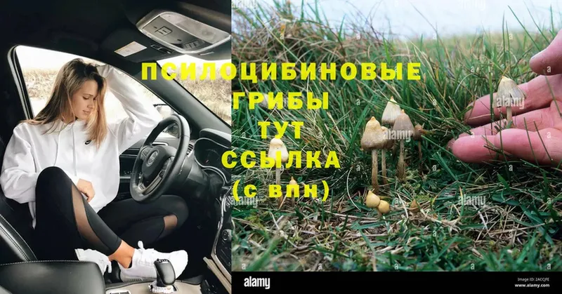 Псилоцибиновые грибы Magic Shrooms  где найти   Малоархангельск 